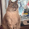 cat, indoor, sitting, feline, curtain, window, furniture, domestic_animal, pet, cozy, looking_away, animal, fur, whiskers, ears, face, table, cushion, household_items, calm
