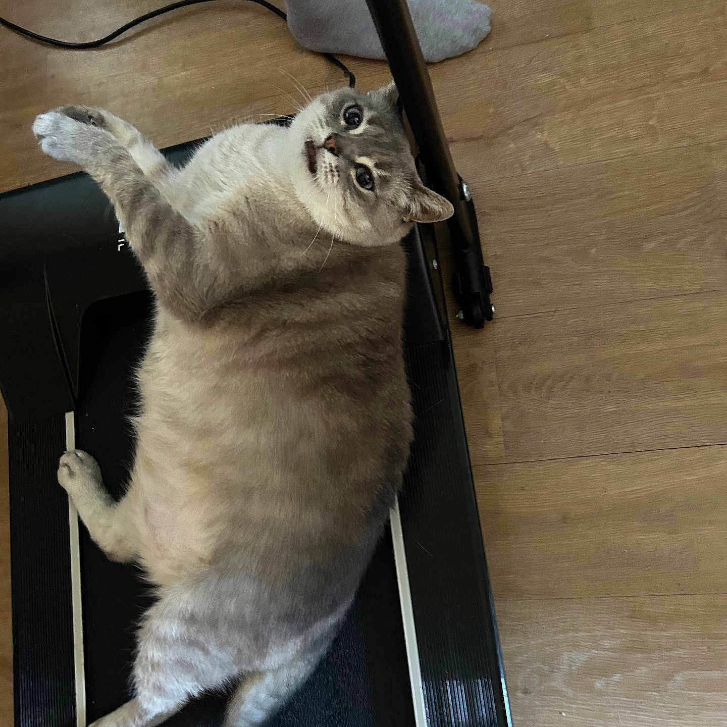 Olaf