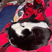 Bob is registered to the contest to win money with this photo: animal, bed, black_and_white, blanket, cat, checkered, clutter, comfort, cozy, curled_up, domestic, fabric, fur, indoor, pet, red, relax, resting, sleeping, soft