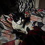 animal, bedroom, black_and_white, blanket, cat, comfort, cozy, domestic, ears, feline, fur, indoor, patterned_blanket, pet, quiet, relaxed, resting, sleepy, soft_lighting, whiskers