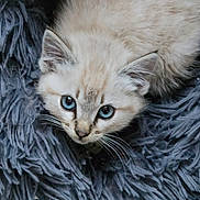 Mozart a rejoint le concours — aidez-le/la à gagner de superbes lots ! animal, blanket, blue_eyes, cat, close_up, cozy, cute, feline, fluffy, fur, gray, indoor, kitten, looking_up, pet, resting, small, soft_texture, whiskers, young