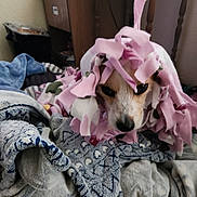 Archie is registered to the contest to win money with this photo: animal, bed, blanket, brown, comfort, cozy, cute, dog, fabric, face, fleece, fur, indoor, pet, pile, resting, sleepy, soft, textile, white