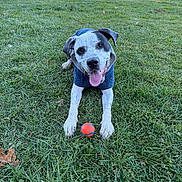 Jackson is registered to the contest to win money with this photo: dog, grass, outdoor, ball, pet, playful, canine, animal, tongue_out, sweater, happy, lying_down, nature, greenery, daylight, cute, friendly, sport, fun, fetch