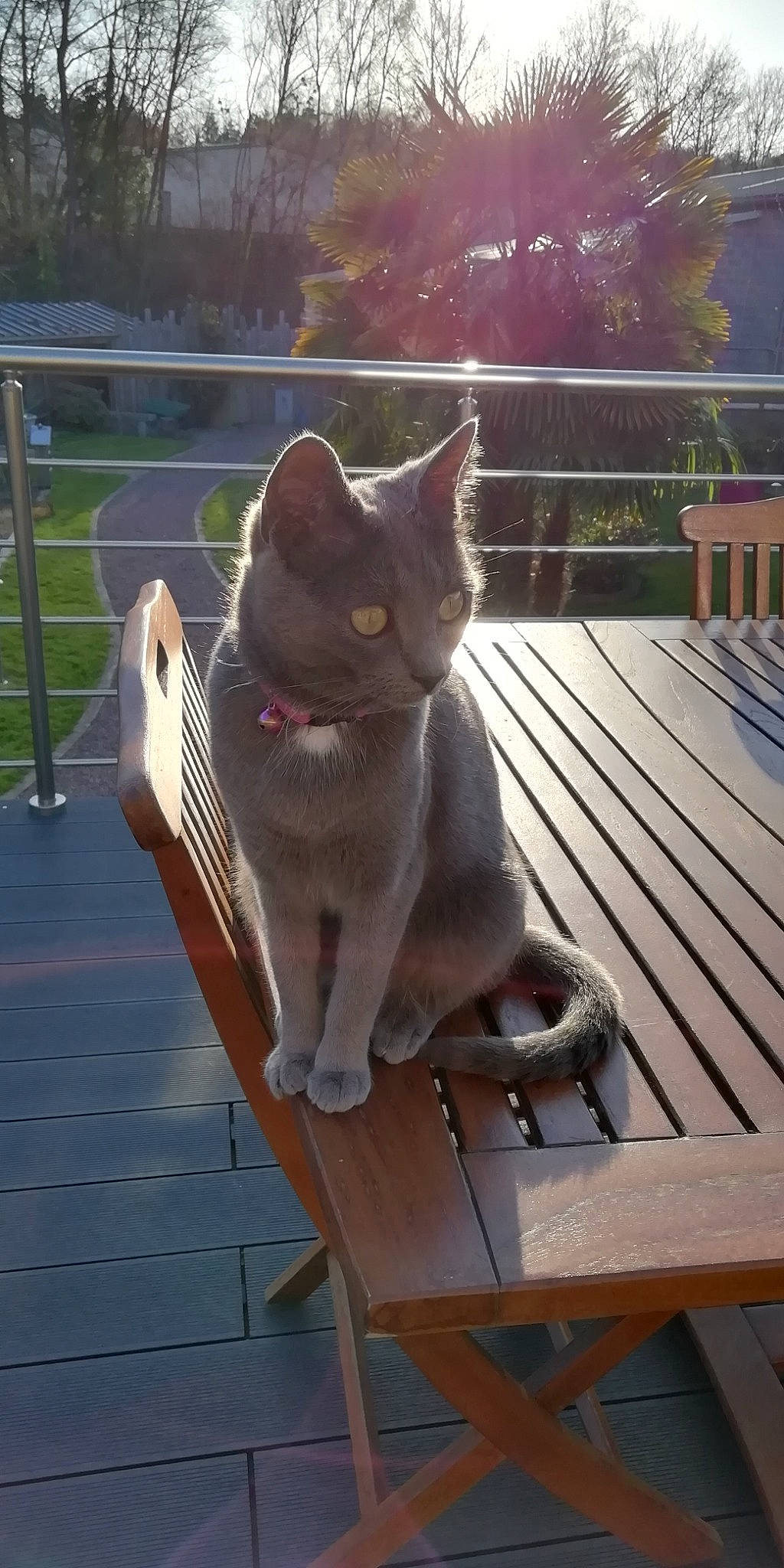 Cerise a rejoint le concours — aidez-le/la à gagner de superbes lots ! carnivore, cat, comfort, domestic_short_haired_cat, fawn, felidae, grey, hardwood, metal, morning, outdoor_bench, outdoor_furniture, plant, sitting, small_to_medium_sized_cats, snout, tail, tree, whiskers, wood