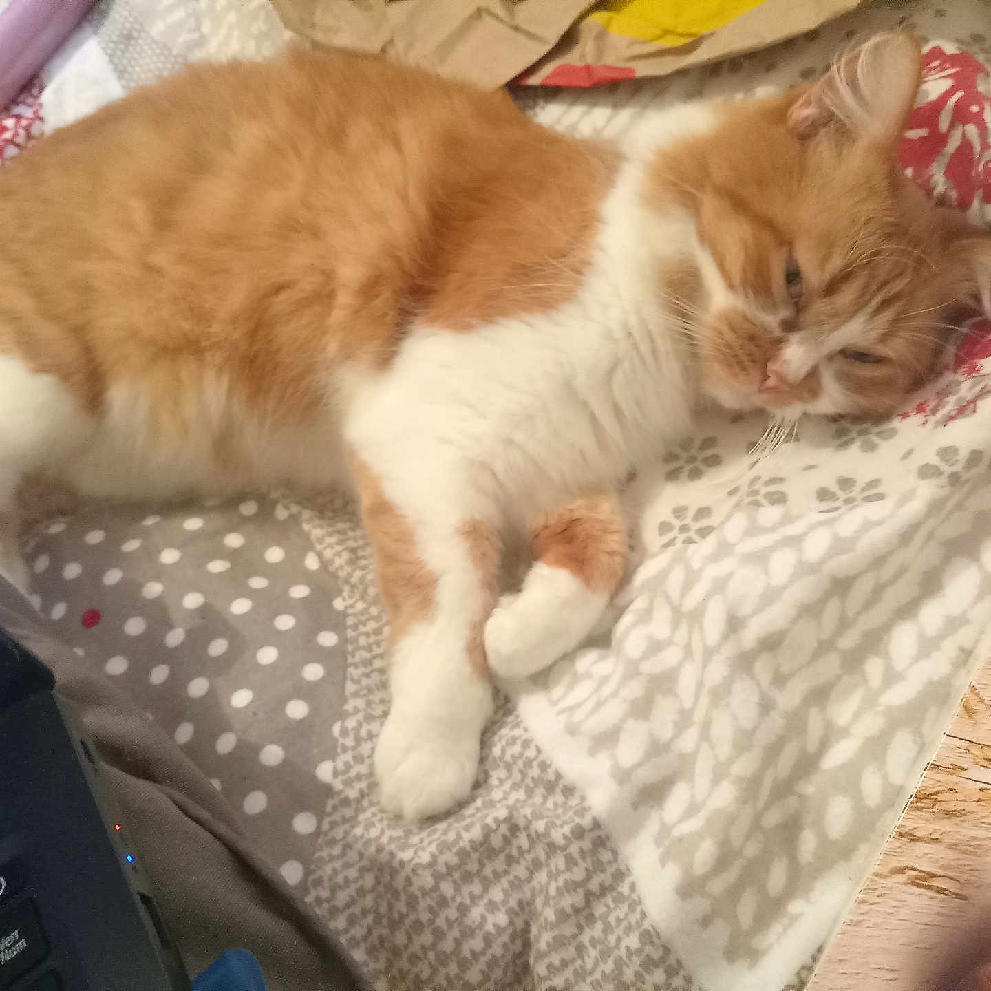 Caramel participe au concours pour gagner de l'argent avec cette photo : abyssinian, animal, blanket, cat, computer, computerhardware, computerkeyboard, couch, electronics, furniture, hardware, kitten, laptop, manx, monitor, pc, person, pet, screen, sleeping