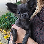 Zoé participe au concours pour gagner de l'argent avec cette photo : puppy, dog, black_dog, small_dog, person, hand, bracelet, nail_polish, outdoor, greenery, leaves, tree, blurred_background, animal, pet, close_up, cute, holding, fall, park