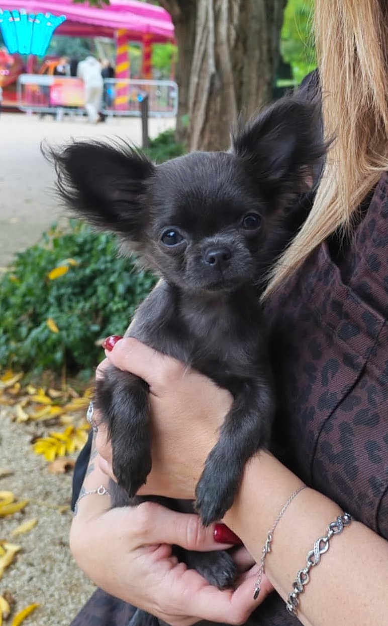 Zoé participe au concours pour gagner de l'argent avec cette photo : puppy, dog, black_dog, small_dog, person, hand, bracelet, nail_polish, outdoor, greenery, leaves, tree, blurred_background, animal, pet, close_up, cute, holding, fall, park