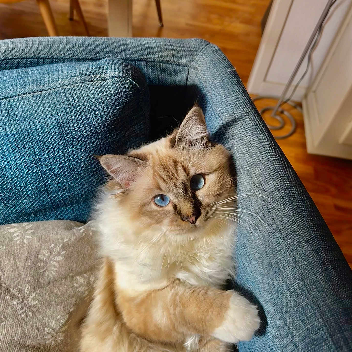 Sky a rejoint le concours — aidez-le/la à gagner de superbes lots ! animal, canine, cat, chair, couch, cushion, dog, furniture, hardwood, homedecor, indoors, interiordesign, kitten, manx, pet, siamese, stainedwood, wood
