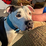 Roxie Tucker is registered to the contest to win money with this photo: brown_eyes, carpet, casual, closeup, collar, comfort, couch, curious, dog, domestic_animal, floor, furniture, home, indoor, living_room, person, pet, relaxing, seated, warm_light