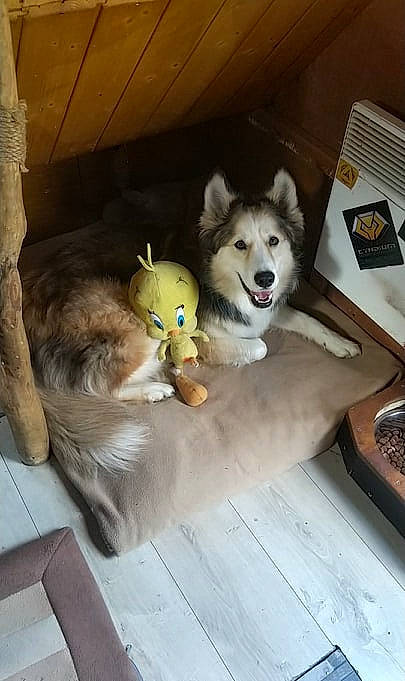 Nesta participe au concours pour gagner de l'argent avec cette photo : alaskan_klee_kai, alaskan_malamute, canidae, canis, carnivore, dog, dog_breed, mammal, native_american_indian_dog, northern_inuit_dog, puppy, sakhalin_husky, siberian_husky, sled_dog, sporting_group, tamaskan_dog, vertebrate, west_siberian_laika, wolfdog, working_dog