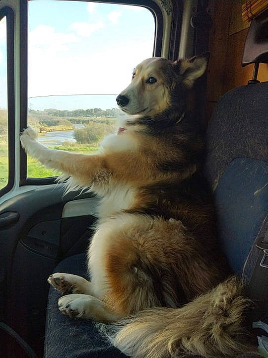 Nesta participe au concours pour gagner de l'argent avec cette photo : canidae, carnivore, dog, dog_breed, fawn, golden_retriever, mammal, sporting_group, vertebrate