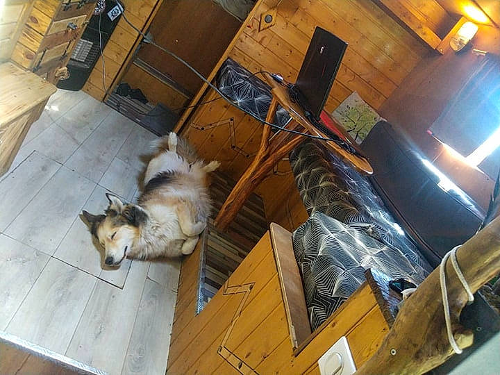 Nesta a rejoint le concours — aidez-le/la à gagner de superbes lots ! canidae, carnivore, cat, dog, dog_breed, felidae, floor, flooring, hardwood, house, shetland_sheepdog, small_to_medium_sized_cats, wood