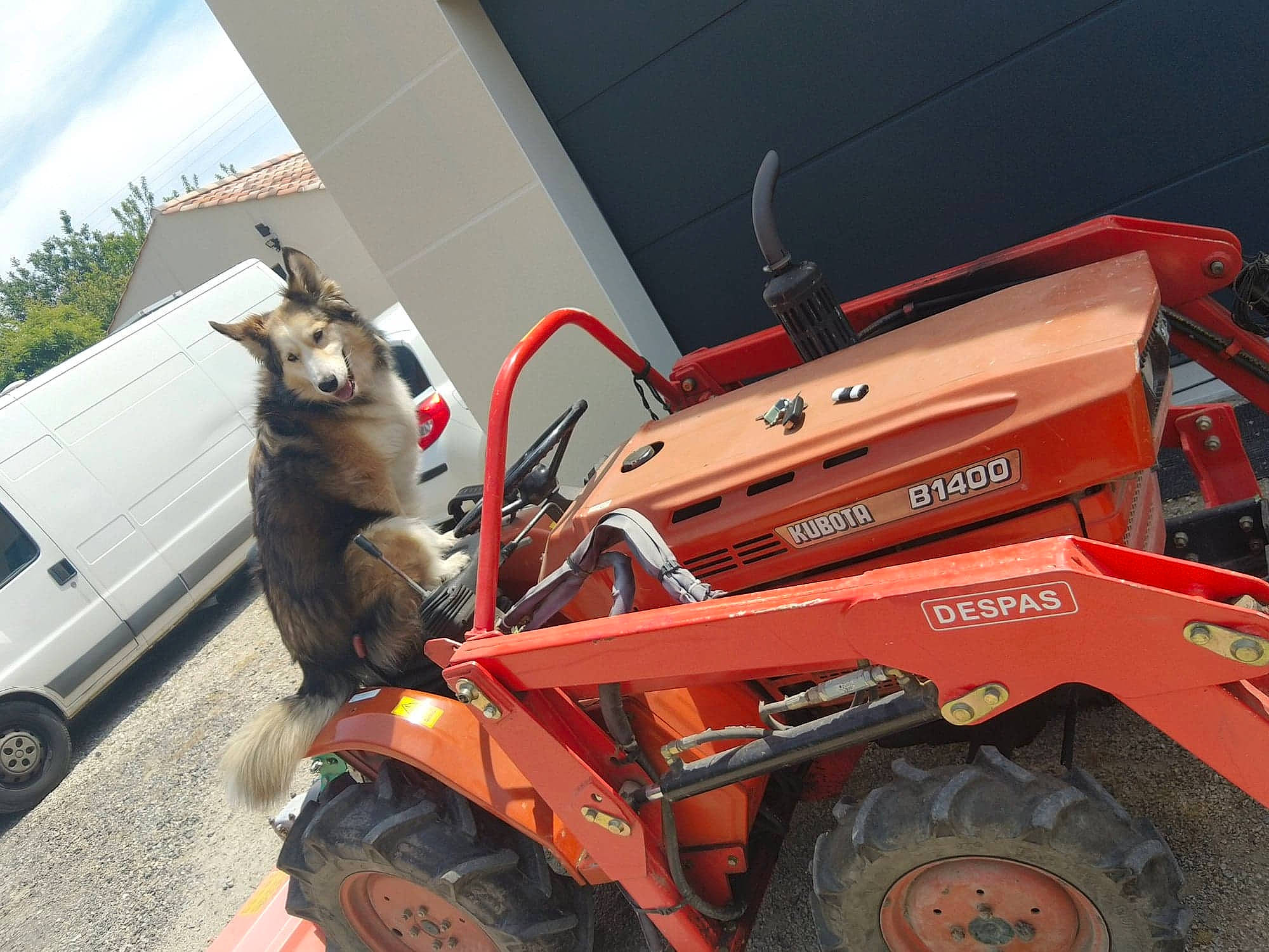 Nesta a rejoint le concours — aidez-le/la à gagner de superbes lots ! auto_part, automotive_exterior, bumper, canidae, car, cat, felidae, fender, small_to_medium_sized_cats, vehicle, wheel