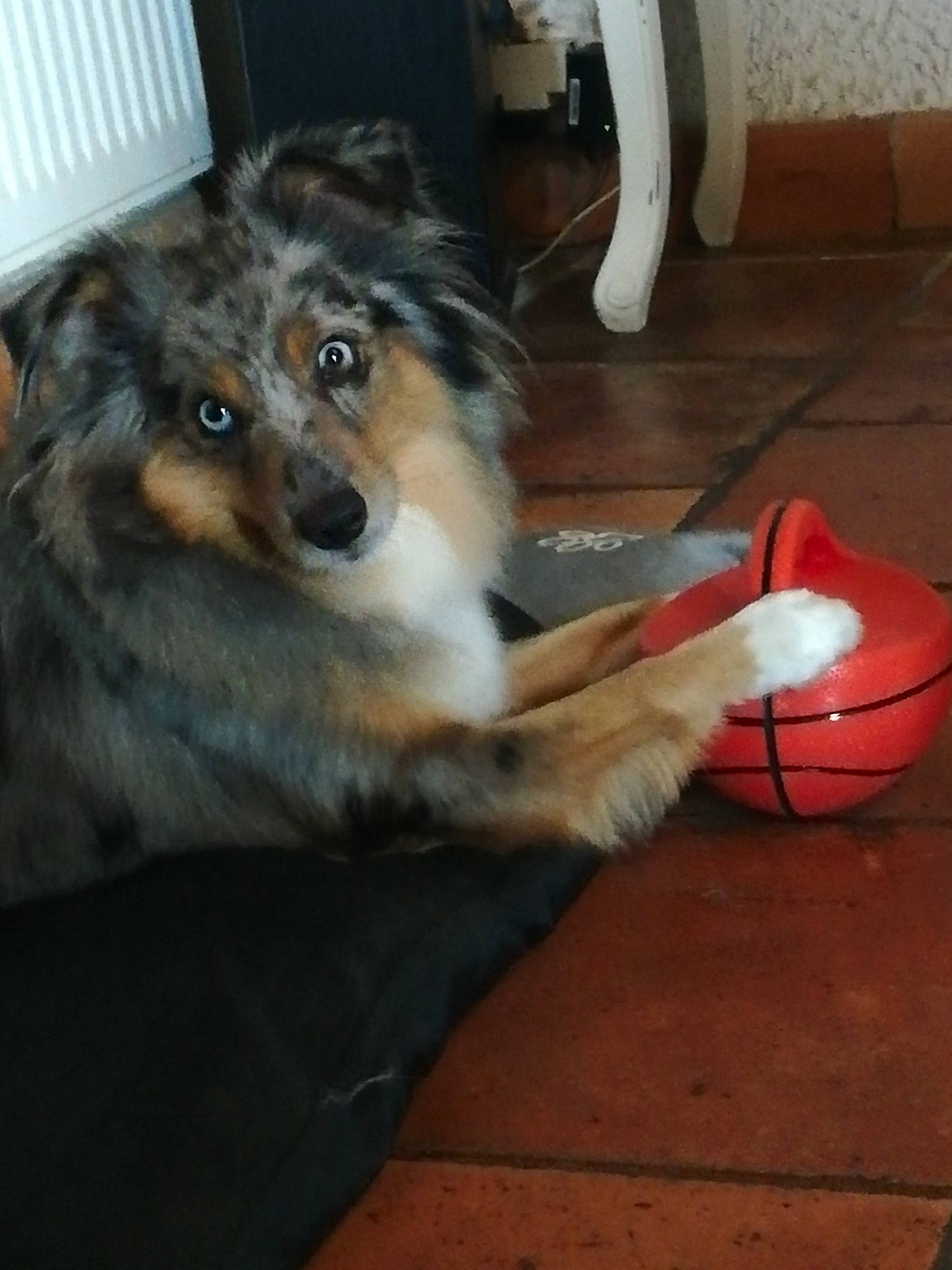 Pakita participe au concours pour gagner de l'argent avec cette photo : canidae, carmine, carnivore, companion_dog, dog, dog_breed, floor, flooring, foot, fur, hardwood, herding_dog, paw, snout, sporting_group, tail, terrestrial_animal, whiskers, wood, working_dog