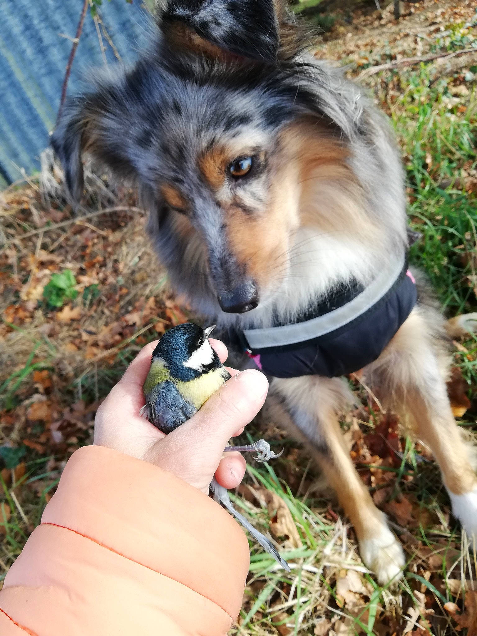 Pakita a rejoint le concours — aidez-le/la à gagner de superbes lots ! canidae, carnivore, chain_link_fencing, collie, companion_dog, dog, dog_breed, fawn, fence, fur, grass, herding_dog, mesh, plant, scotch_collie, shetland_sheepdog, snout, tree, whiskers, wire_fencing