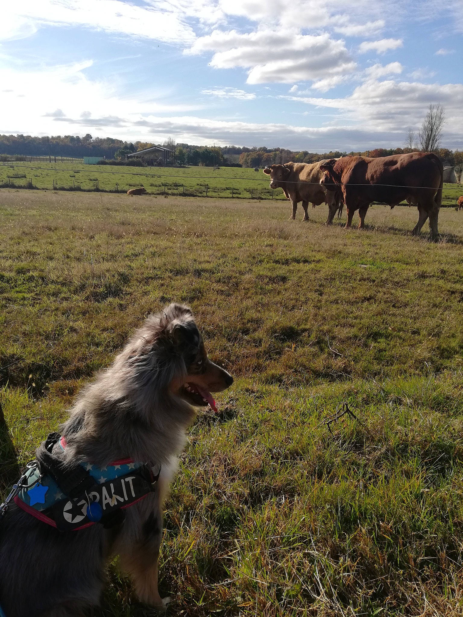 Pakita a rejoint le concours — aidez-le/la à gagner de superbes lots ! carnivore, cloud, companion_dog, dog, dog_breed, ecoregion, fawn, field, grass, grassland, grazing, landscape, natural_landscape, pasture, plant, prairie, sky, terrestrial_animal, tree, working_animal