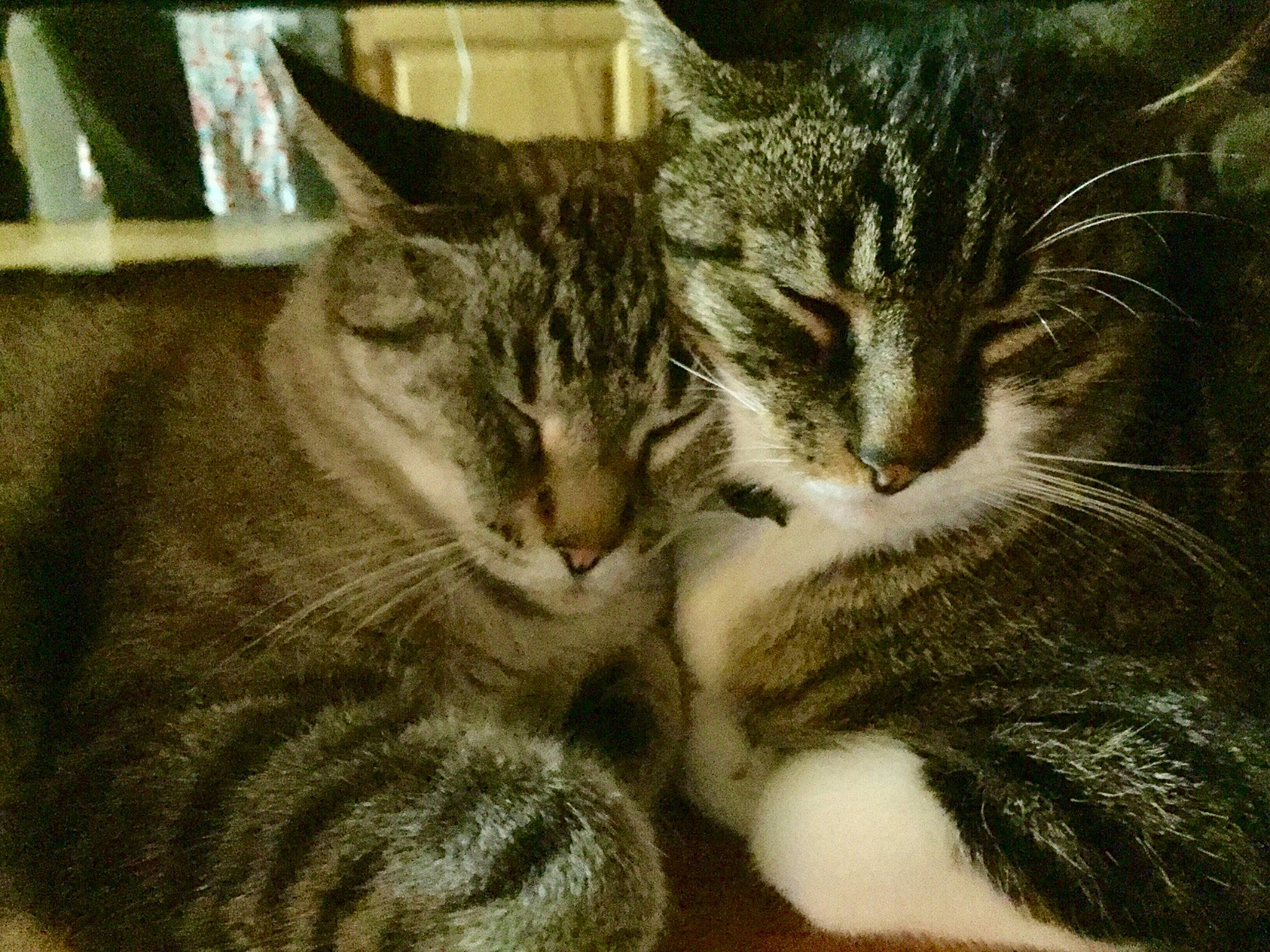 Chamalo participe au concours pour gagner de l'argent avec cette photo : carnivore, cat, claw, close_up, comfort, domestic_short_haired_cat, felidae, fur, grass, nap, paw, photo_caption, sleep, small_to_medium_sized_cats, snout, tail, terrestrial_animal, tree, whiskers, window