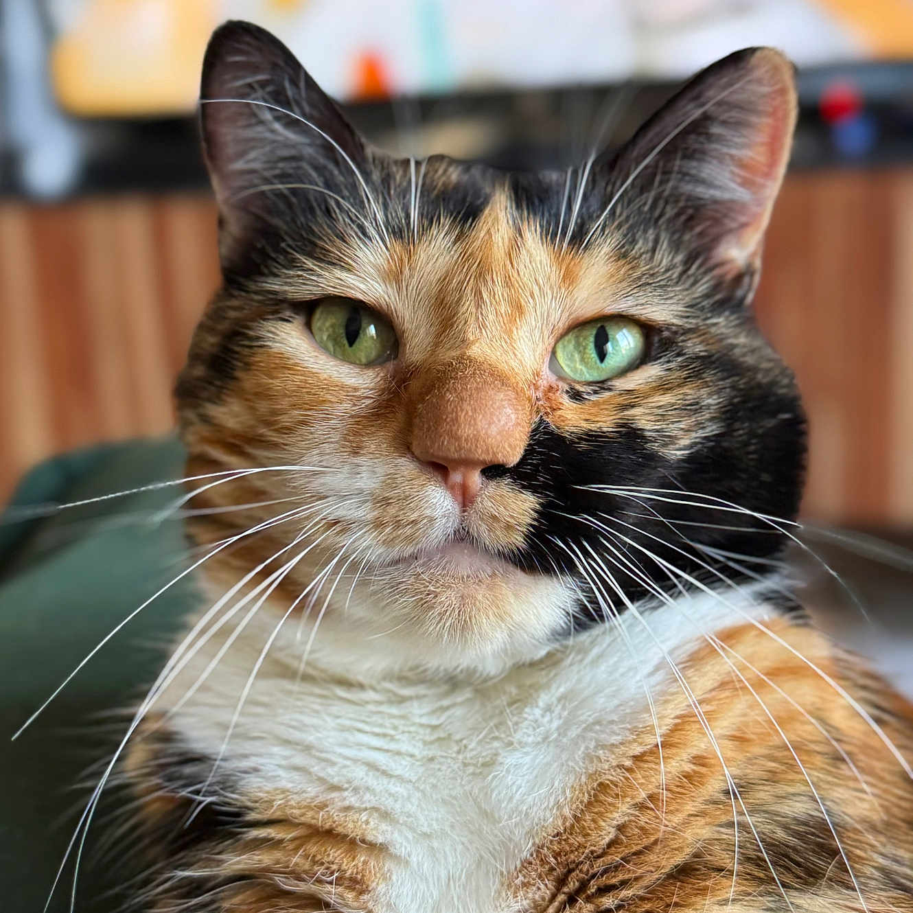 Praline a rejoint le concours — aidez-le/la à gagner de superbes lots ! abyssinian, animal, brasssection, cat, hardwood, horn, kitten, manx, musicalinstrument, pet, plywood, siamese, wood