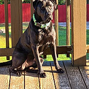 Roscoe joined the competition — help win amazing prizes! animal, architecture, backyard, building, bulldog, canine, deck, dog, hardwood, house, housing, labradorretriever, nature, outdoors, pet, plywood, porch, puppy, wood, yard