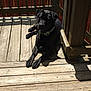 Roscoe is registered to the contest to win money with this photo: animal, architecture, bench, boardwalk, bridge, building, canine, deck, dog, furniture, hardwood, hound, house, housing, labradorretriever, pet, porch, puppy, staircase, wood