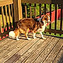 Nova Jean is registered to the contest to win money with this photo: animal, architecture, backyard, building, canine, deck, dog, handrail, hardwood, hound, house, housing, indoors, interiordesign, nature, outdoors, pet, porch, wood, yard