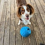 Nova Jean joined the competition — help win amazing prizes! accessories, animal, architecture, boardwalk, bridge, building, canine, deck, dog, hardwood, house, housing, pet, plywood, porch, puppy, sphere, water, waterfront, wood