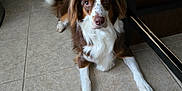 Nova Jean joined the competition — help win amazing prizes! accessories, animal, canine, cockerspaniel, dog, door, flagstone, hardwood, homedecor, hound, path, pet, plywood, puppy, rug, slate, strap, tile, walkway, wood