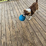 Nova Jean is registered to the contest to win money with this photo: animal, architecture, ball, building, canine, deck, dog, football, hardwood, hound, house, housing, pet, porch, puppy, soccer, soccerball, sphere, sport, wood