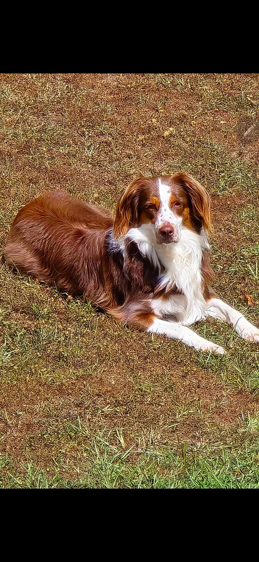 Nova Jean joined the competition — help win amazing prizes! animal, canine, cockerspaniel, collie, dog, face, field, grass, grassland, head, hound, lawn, nature, outdoors, person, pet, photography, plant, portrait, puppy