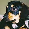 Remi is registered to the contest to win money with this photo: puppy, dog, black_and_tan, close_up, portrait, pet, cute, animal, canine, young_dog, resting, indoor, soft_light, fur, paw, looking_away, ears, whiskers, snout, adorable