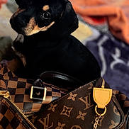 Remi is registered to the contest to win money with this photo: puppy, dog, black_and_tan, pet, luxury_bag, designer_bag, fashion, leather, zipper, closeup, cute, animal, indoor, portrait, looking_up, young_dog, accessory, texture, pattern, brown