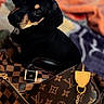 puppy, dog, black_and_tan, pet, luxury_bag, designer_bag, fashion, leather, zipper, closeup, cute, animal, indoor, portrait, looking_up, young_dog, accessory, texture, pattern, brown