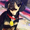 Remi is registered to the contest to win money with this photo: dog, pet, black_and_tan, collar, tag, sitting, indoor, cute, animal, canine, fur, ears, nose, paws, looking_up, closeup, portrait, domestic, companion, friendly