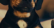 Remi is registered to the contest to win money with this photo: puppy, dog, close_up, black_and_tan, pet, cute, animal, young_dog, indoors, soft_light, portrait, resting, paw, fur, eyes, snout, background_blur, text_overlay, emoji, affection