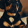 puppy, dog, close_up, black_and_tan, pet, cute, animal, young_dog, indoors, soft_light, portrait, resting, paw, fur, eyes, snout, background_blur, text_overlay, emoji, affection