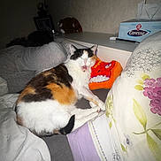 Minette a rejoint le concours — aidez-le/la à gagner de superbes lots ! cat, calico_cat, bed, blanket, pillow, person, resting, indoor, cozy, sleeping, animal, pet, feline, soft, comfort, home, orange, white, black, fur