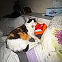 cat, calico_cat, bed, blanket, pillow, person, resting, indoor, cozy, sleeping, animal, pet, feline, soft, comfort, home, orange, white, black, fur