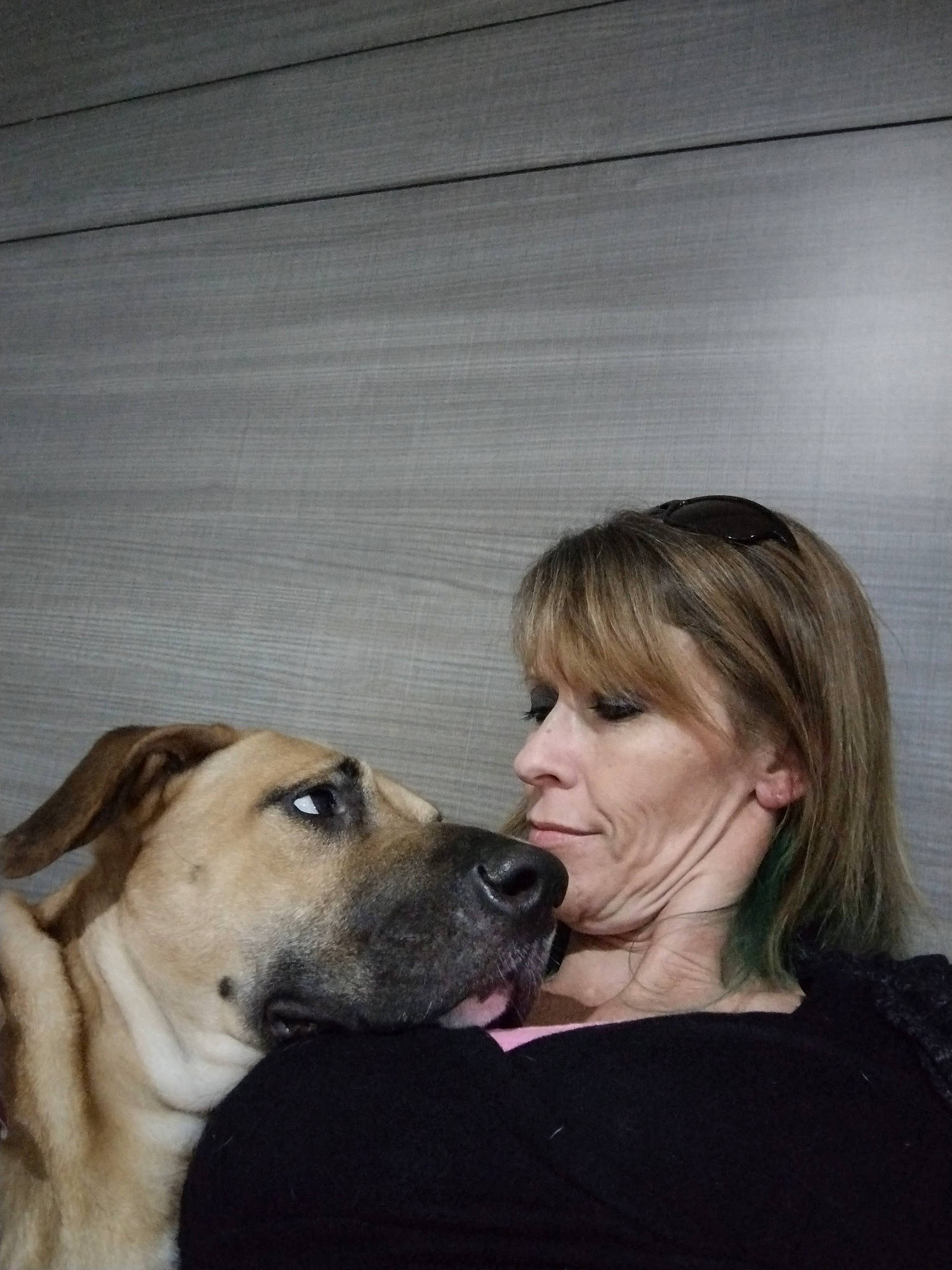 Cujo is registered to the contest to win money with this photo: canidae, carnivore, companion_dog, dog, dog_breed, english_mastiff, event, fawn, flash_photography, fur, gesture, guard_dog, non_sporting_group, snout, sporting_group, whiskers, working_dog