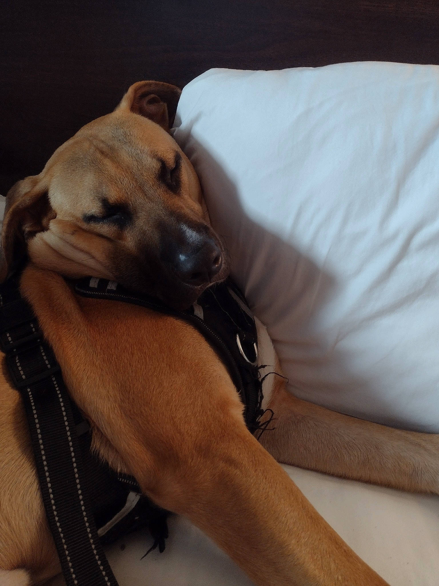 Cujo joined the competition — help win amazing prizes! carnivore, collar, comfort, companion_dog, dog, dog_collar, dog_supply, elbow, fawn, hortaya_borzaya, linens, magyar_agar, mudhol_hound, pet_supply, rampur_greyhound, sighthound, sleeve, toy_dog, whiskers, working_animal