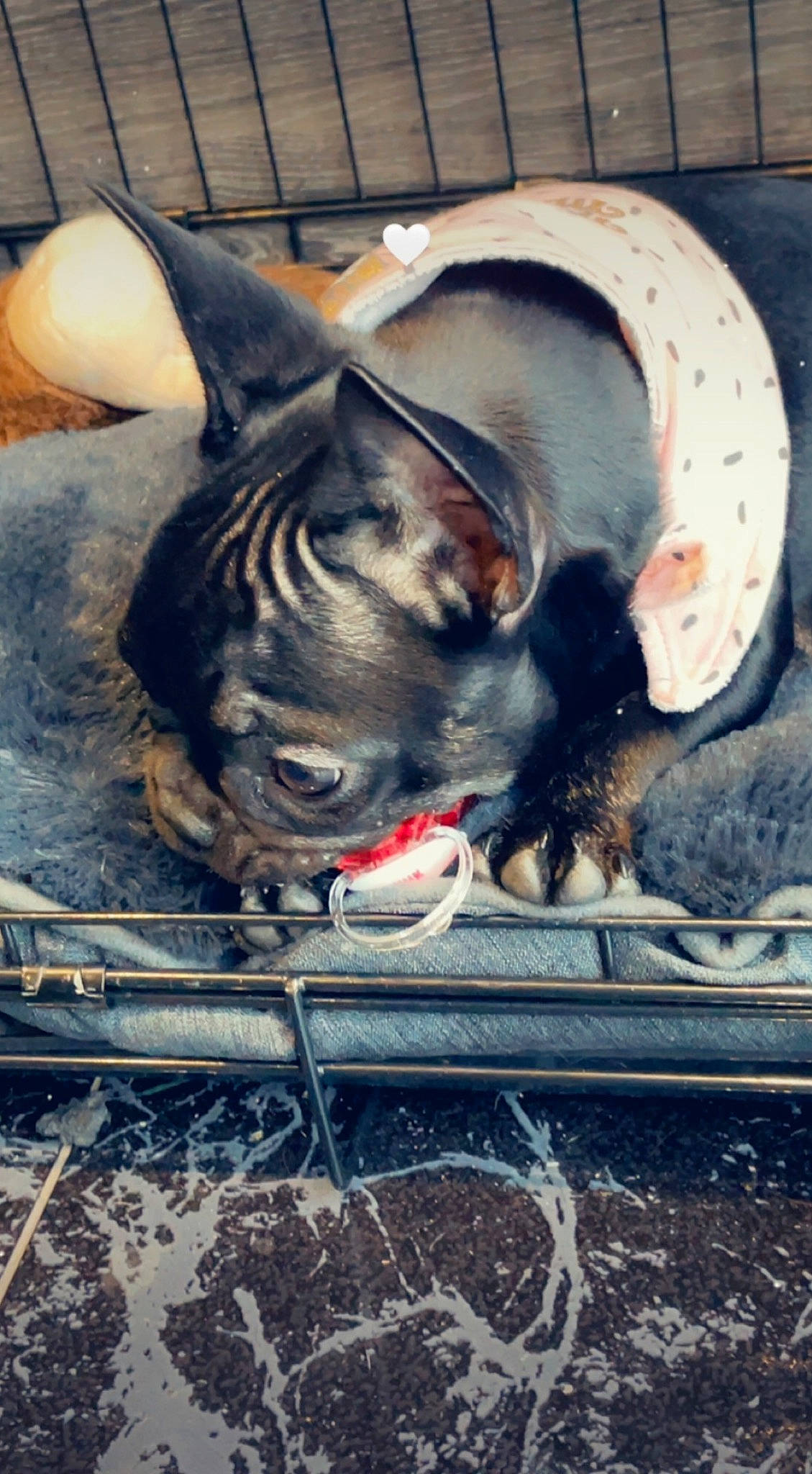 Rubby a rejoint le concours — aidez-le/la à gagner de superbes lots ! art, canidae, carmine, carnivore, comfort, companion_dog, dog, dog_breed, fawn, felidae, grey, organism, snout, sporting_group, tail, terrestrial_animal, whiskers, window, working_animal, wrinkle