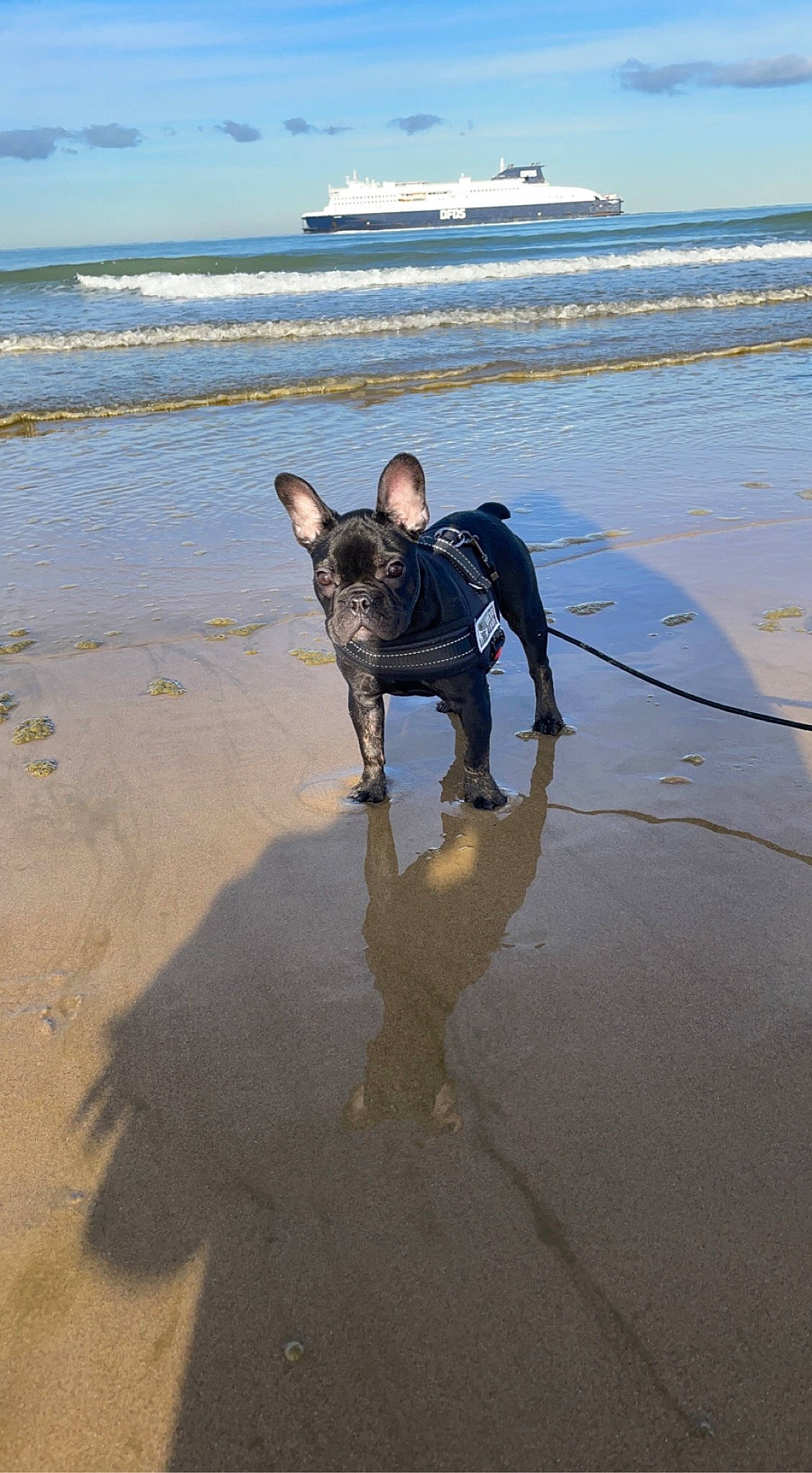 Rubby participe au concours pour gagner de l'argent avec cette photo : beach, boat, carnivore, cloud, coast, coastal_and_oceanic_landforms, dog, dog_breed, fawn, horizon, lake, leisure, ocean, sand, shadow, sky, water, wind_wave, wood, working_animal
