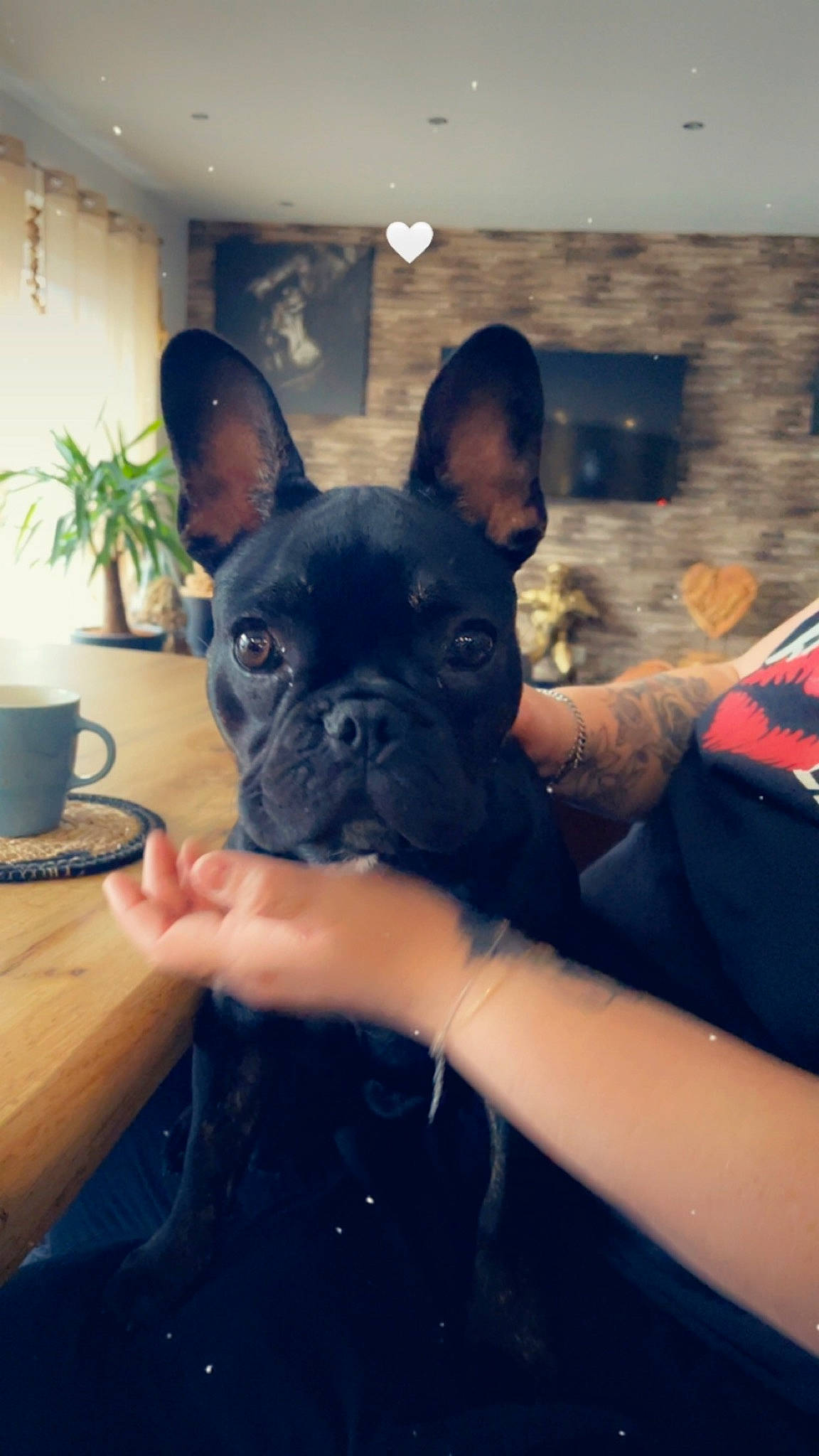 Rubby participe au concours pour gagner de l'argent avec cette photo : boston_terrier, bulldog, carnivore, coffee_cup, comfort, companion_dog, cup, dishware, dog, dog_breed, drinkware, ear, fawn, plant, serveware, snout, tableware, toy_dog, whiskers, working_animal