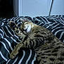 animal, bed, bedroom, blanket, cat, couch, cushion, egyptiancat, electronics, furniture, hardware, homedecor, indoors, kitten, manx, ocelot, person, pet, room, sleeping