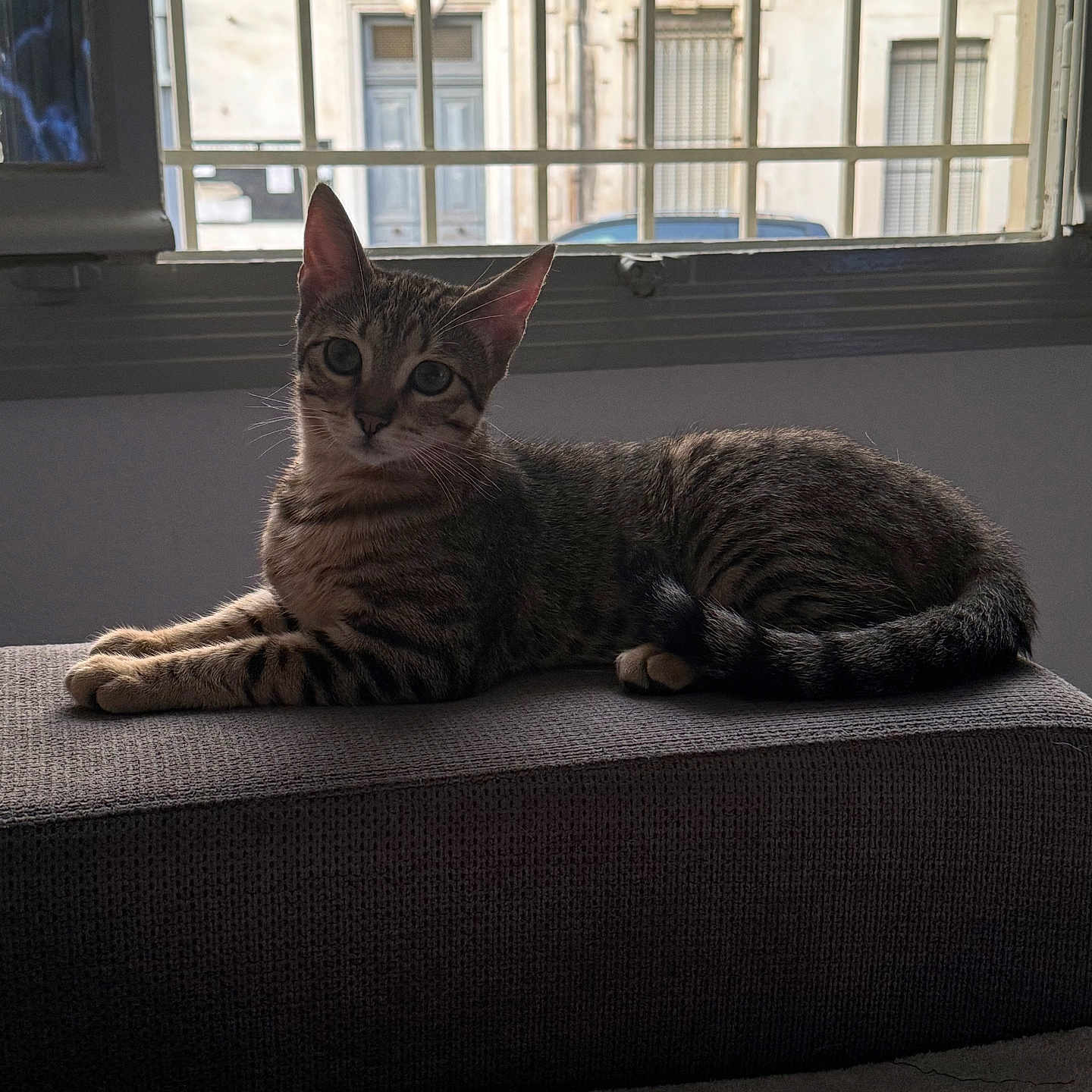 Olympe a rejoint le concours — aidez-le/la à gagner de superbes lots ! abyssinian, animal, architecture, building, car, cat, couch, cushion, egyptiancat, furniture, homedecor, indoors, kitten, livingroom, manx, pet, room, transportation, vehicle, window