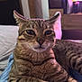 abyssinian, animal, architecture, bed, blanket, boy, cat, child, couch, cushion, furniture, hardwood, homedecor, indoors, kitten, male, manx, person, pet, wood