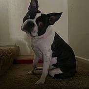 Alpha is registered to the contest to win money with this photo: animal, black_and_white, boston_terrier, canine, carpet, companion, curious, cute, dog, domestic, ears_up, fur, head_tilt, indoor, looking_at_camera, pet, puppy, sitting, small_dog, stairs