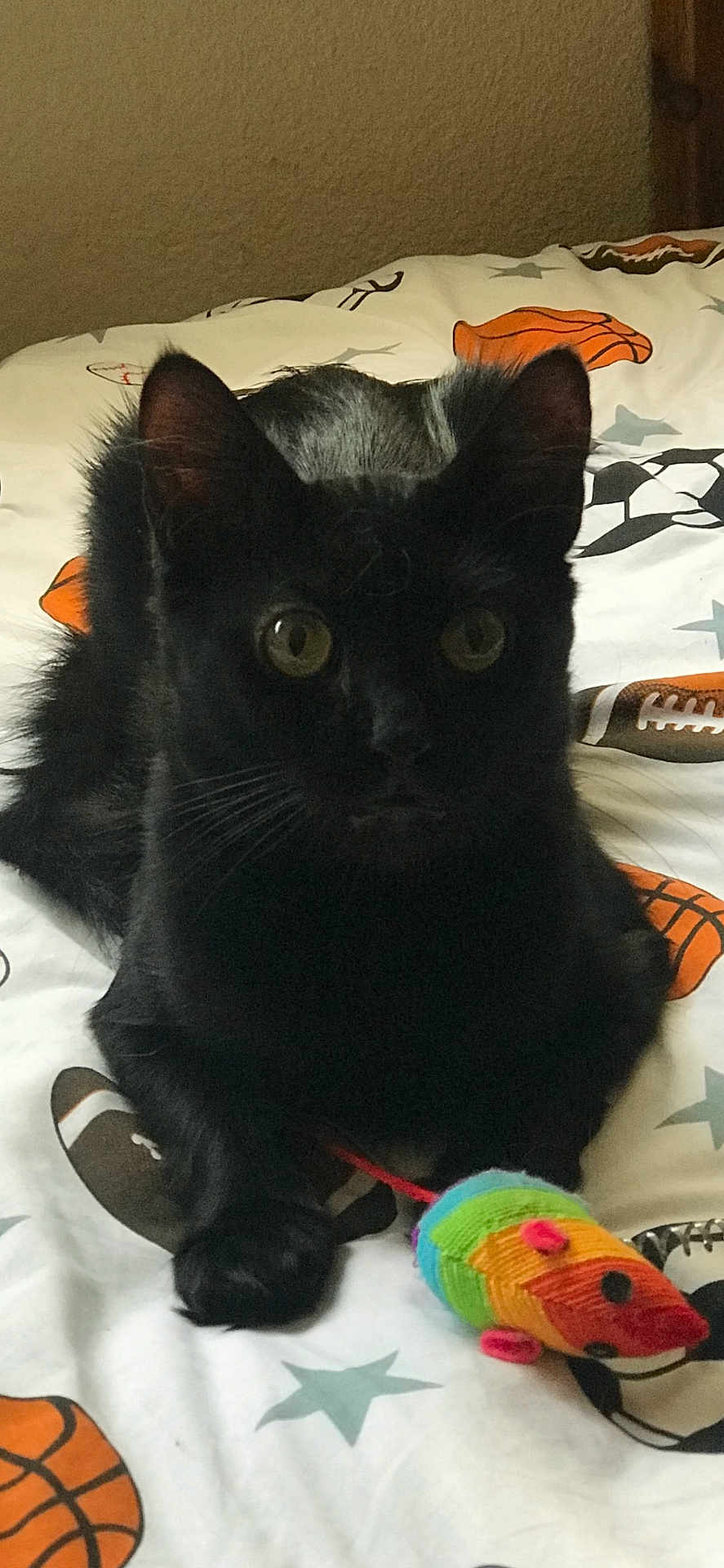 Black Panther is registered to the contest to win money with this photo: animal_toy, basketball, bedspread, black_cat, cat, close_up, curious, domestic_animal, ears, feline, football, indoor, lying_down, paws, pet, playful, sports_theme, star_pattern, toy_mouse, whiskers