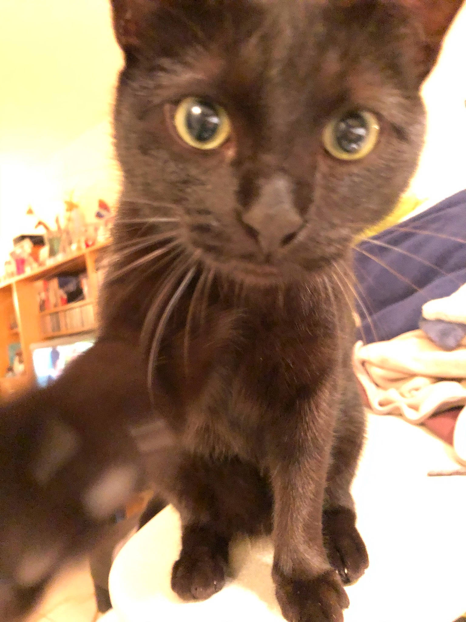 Osiris a rejoint le concours — aidez-le/la à gagner de superbes lots ! asian, black_cat, bombay, burmese, carnivore, cat, domestic_short_haired_cat, felidae, german_rex, havana_brown, javanese, korat, mammal, oriental_longhair, oriental_shorthair, russian_blue, small_to_medium_sized_cats, snout, vertebrate, whiskers