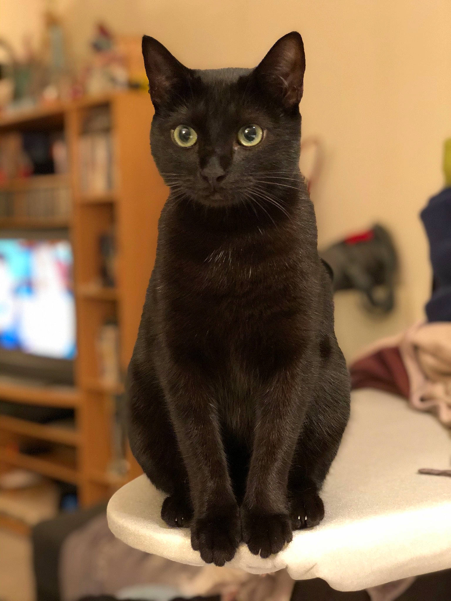 Osiris a rejoint le concours — aidez-le/la à gagner de superbes lots ! asian, black_cat, bombay, burmese, carnivore, cat, chartreux, domestic_short_haired_cat, felidae, havana_brown, kitten, korat, mammal, russian_blue, small_to_medium_sized_cats, vertebrate, whiskers