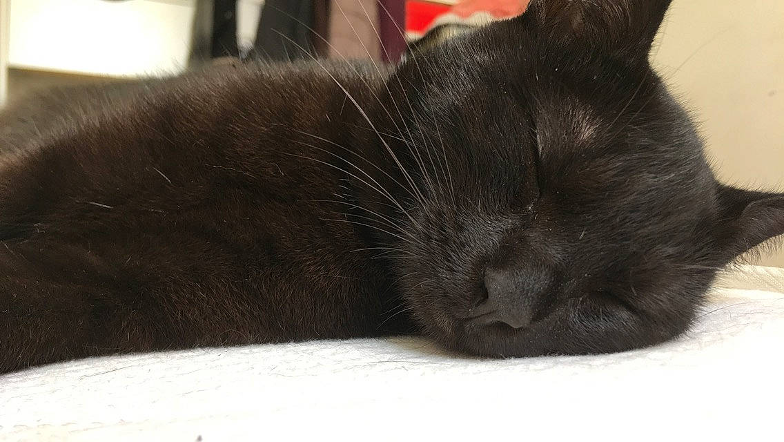 Osiris participe au concours pour gagner de l'argent avec cette photo : asian, black, black_cat, bombay, burmese, carnivore, cat, claw, domestic_short_haired_cat, ear, felidae, fur, korat, nap, paw, small_to_medium_sized_cats, snout, tail, whiskers